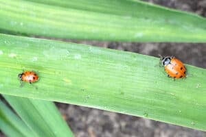 Two ladybugs crawling on a plant leaf
