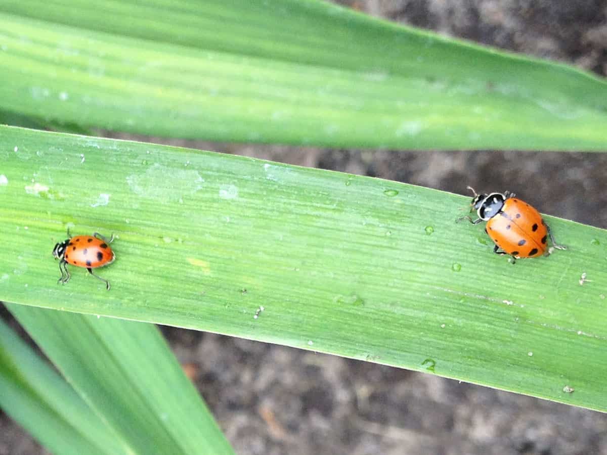 How Ladybug Larvae Look and Benefit Your Garden