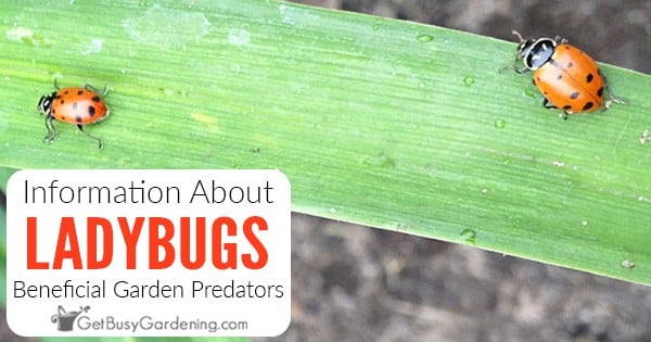 Are Ladybugs Good for the Garden?