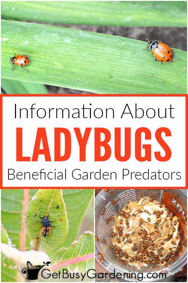 Information About Ladybugs Beneficial Garden Predators
