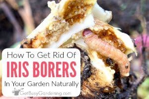 How To Get Rid Of Iris Borers Naturally