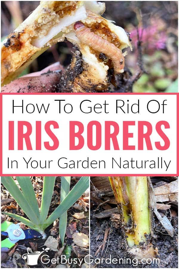 How To Get Rid Of Iris Borers In Your Garden Naturally