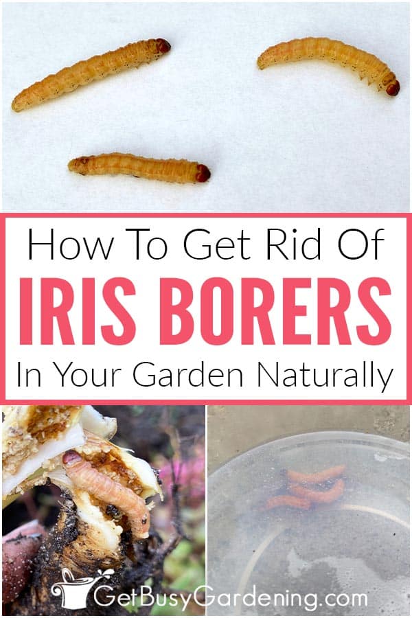 How To Get Rid Of Iris Borers In Your Garden Naturally