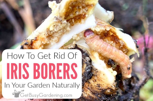 How To Get Rid Of Iris Borers Naturally