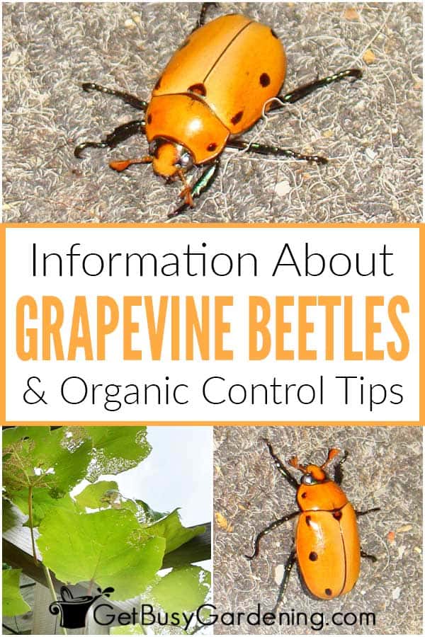 Information About Grapevine Beetles & Organic Control Tips