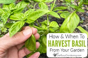 How And When To Harvest Basil Leaves