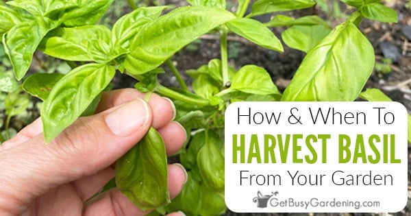 How When To Harvest Basil Leaves Get Busy Gardening