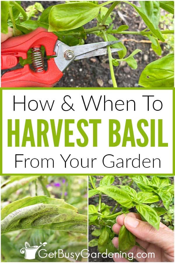 How & When To Harvest Basil From Your Garden