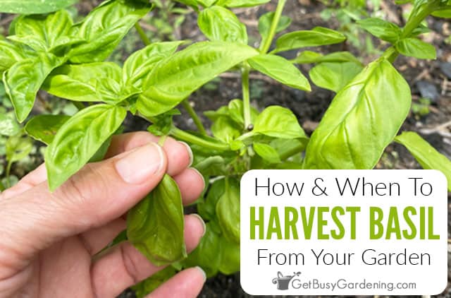 How When To Harvest Basil Leaves Get Busy Gardening