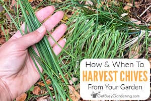 How And When To Harvest Chives From Your Garden