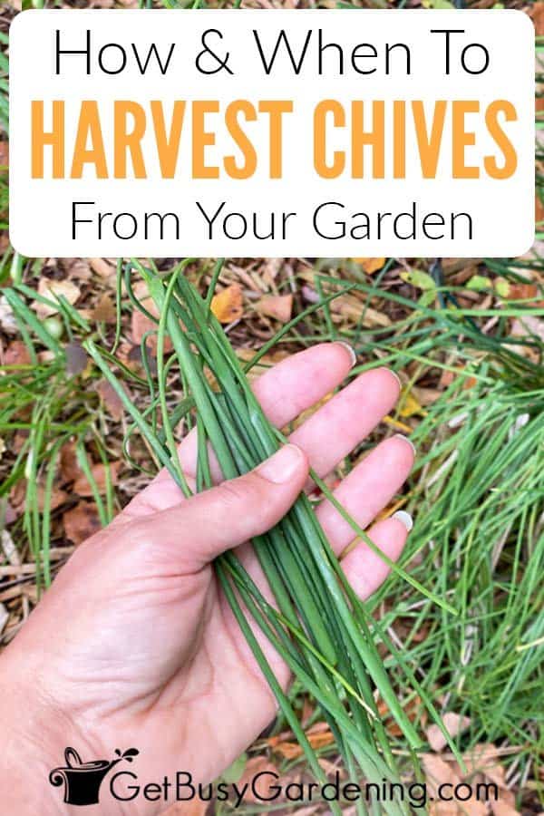 How & When To Harvest Chives From Your Garden