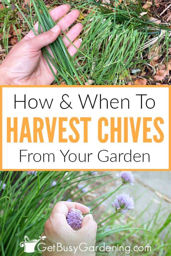 How & When To Harvest Chives From Your Garden