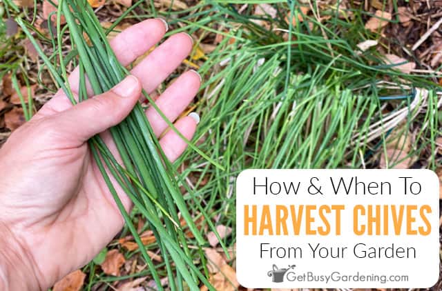 How And When To Harvest Chives