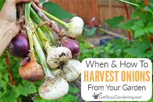 When & How To Harvest Onions