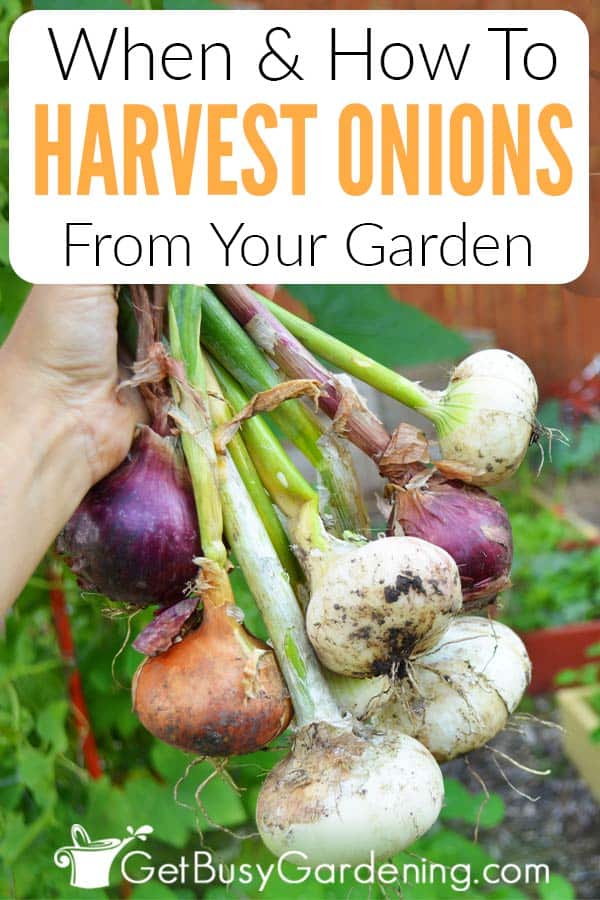 When & How To Harvest Onions From Your Garden