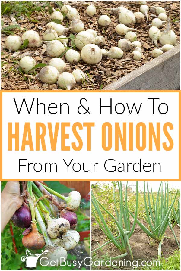 When & How To Harvest Onions From Your Garden
