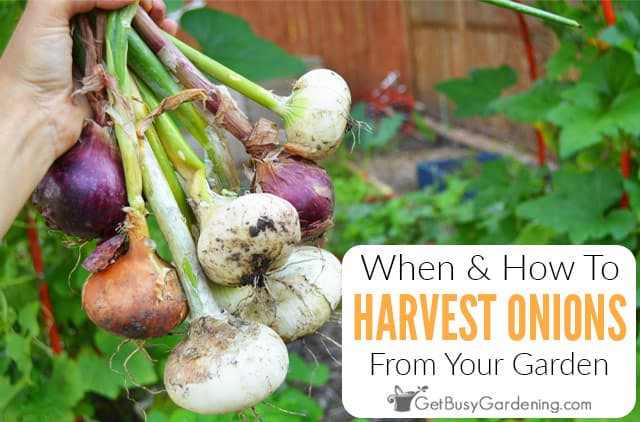 When And How To Harvest Onions