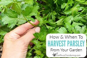 How And When To Harvest Parsley