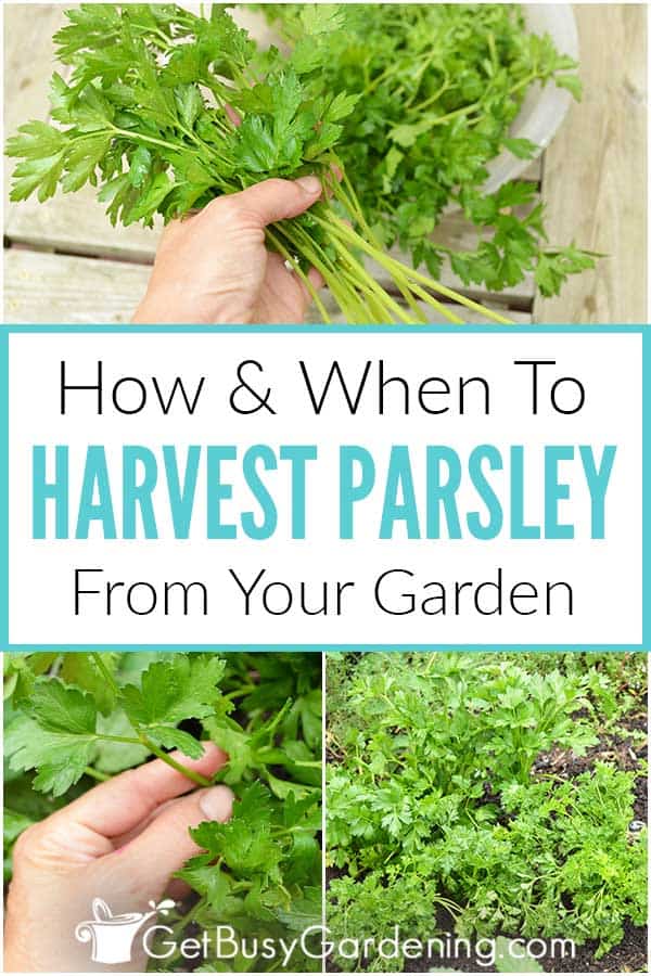 Cómo cosechar el perejil de tu jardín