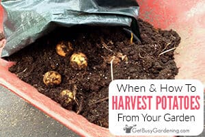 When And How To Harvest Potatoes