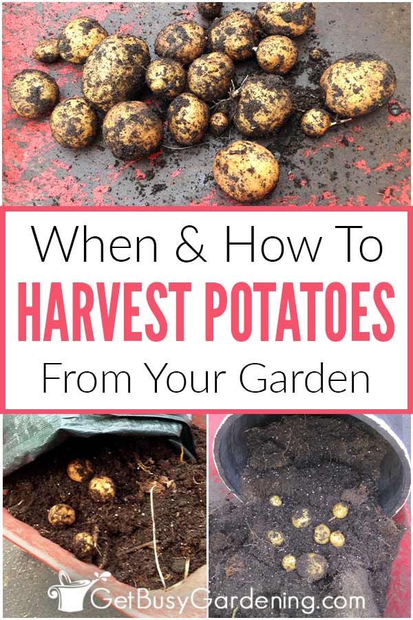 When & How To Harvest Potatoes From Your Garden