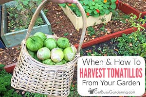 When And How To Harvest Tomatillos