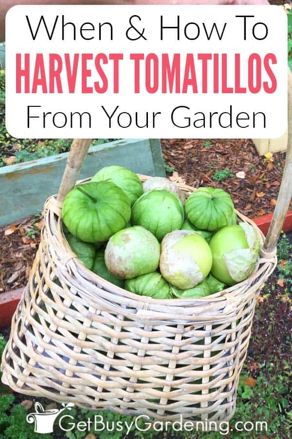 When & How To Harvest Tomatillos From Your Garden