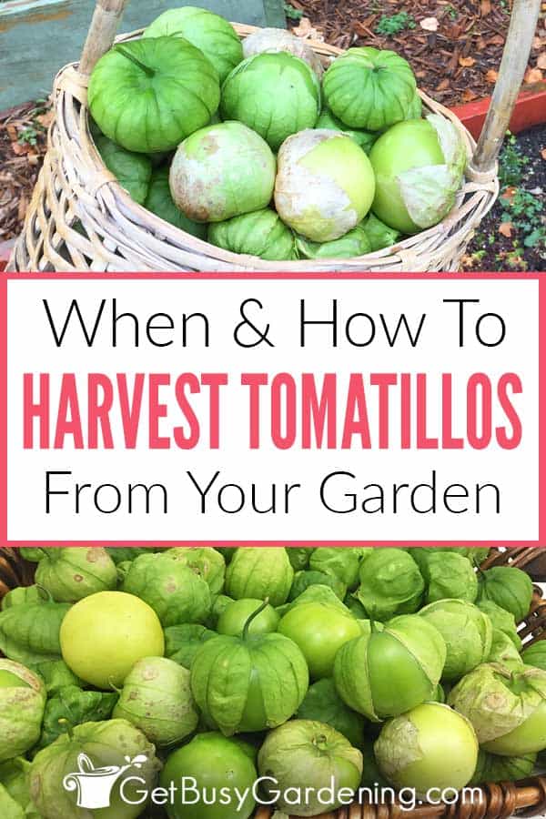 When & How To Harvest Tomatillos From Your Garden