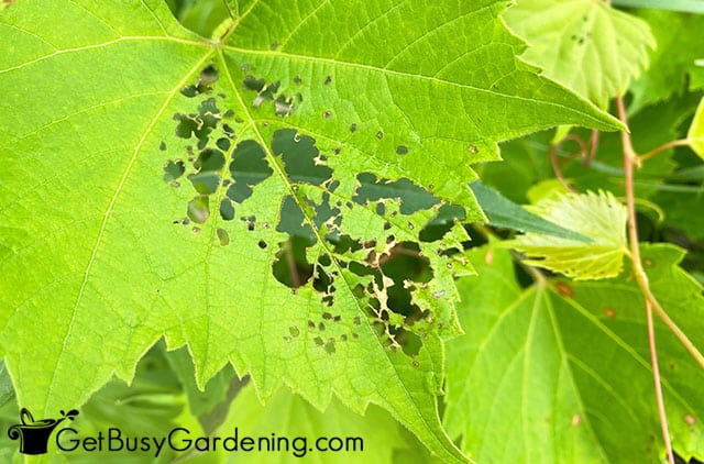 Holes in leaves made by bad garden bugs
