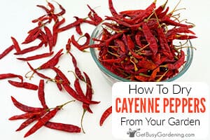 How To Dry Cayenne Peppers From Your Garden