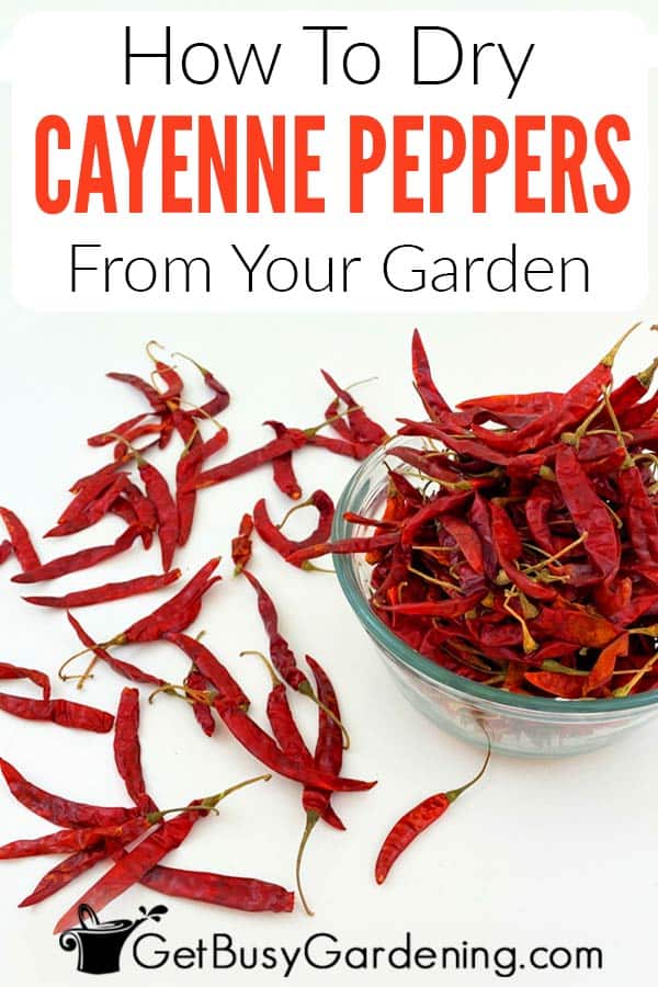 How To Dry Cayenne Peppers From Your Garden