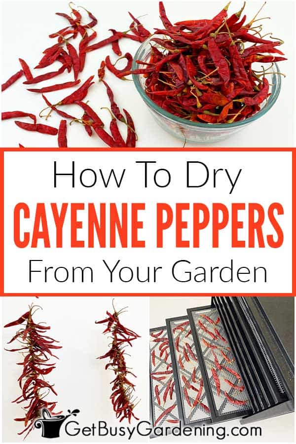 How To Dry Cayenne Peppers From Your Garden