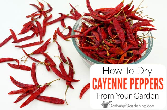 How to Consume Cayenne Pepper