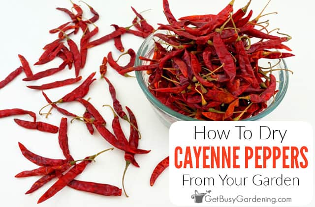 How to dehydrate peppers