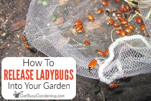 How To Release Ladybugs Into Your Garden