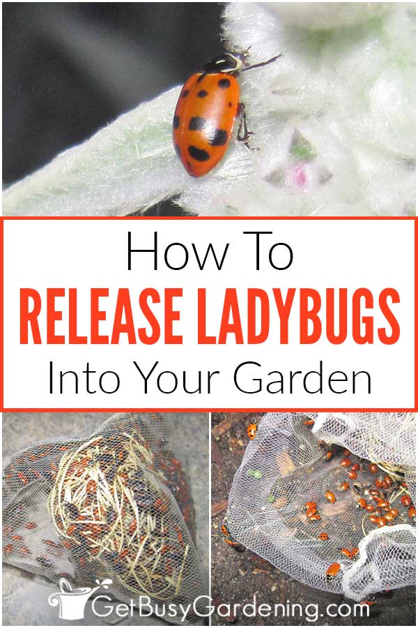 How To Release Ladybugs Into Your Garden