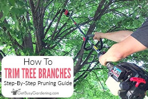 How to Clean Birch Branches: A Step-by-Step Guide.