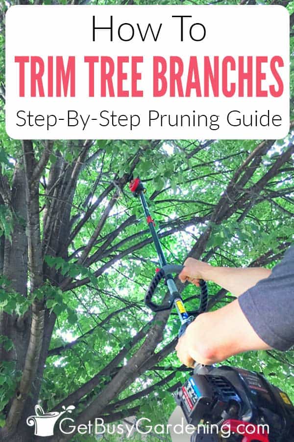 How To Trim Tree Branches: Step-By-Step Pruning Guide