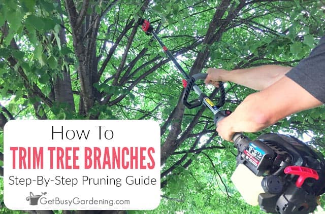 How To Trim Tree Branches: A Step-By-Step Guide For Beginners