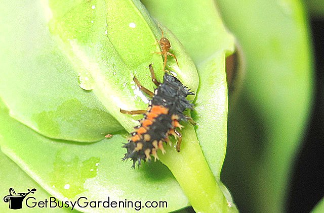 Ladybug larvae about to eat a bug