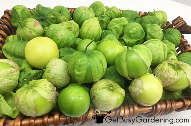 Large tomatillo harvest from my garden