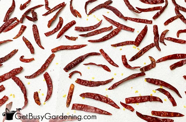 Laying cayenne peppers out to dry