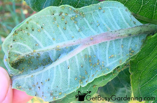 Leaf covered in pest insects