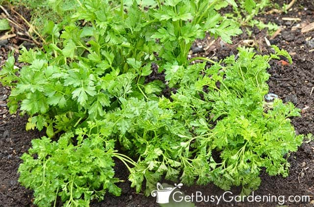 Mature parsley ready to harvest
