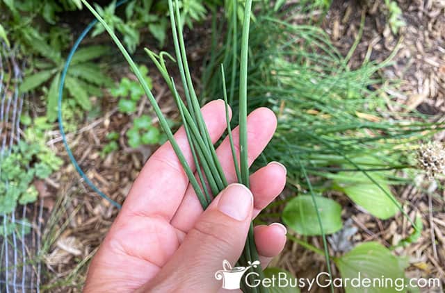 Picking fresh chives from my garden