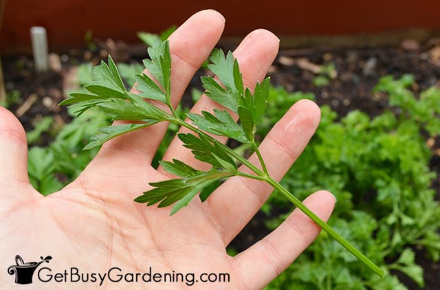 Picking parsley from garden
