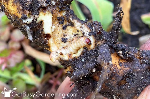 Pink colored borer worm eating an iris bulb