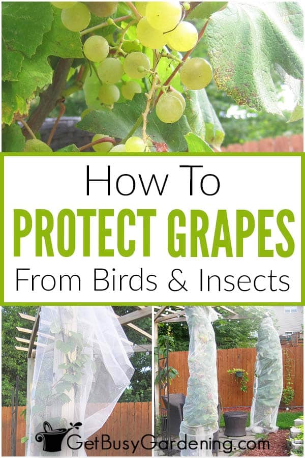 How To Protect Grapes From Birds & Insects