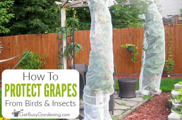 Bird netting wraps around the vine or trellis to protect your grapes or  crop from pests and birds.