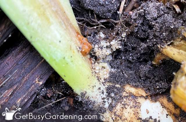 Sawdust mush coming out at base of iris plant